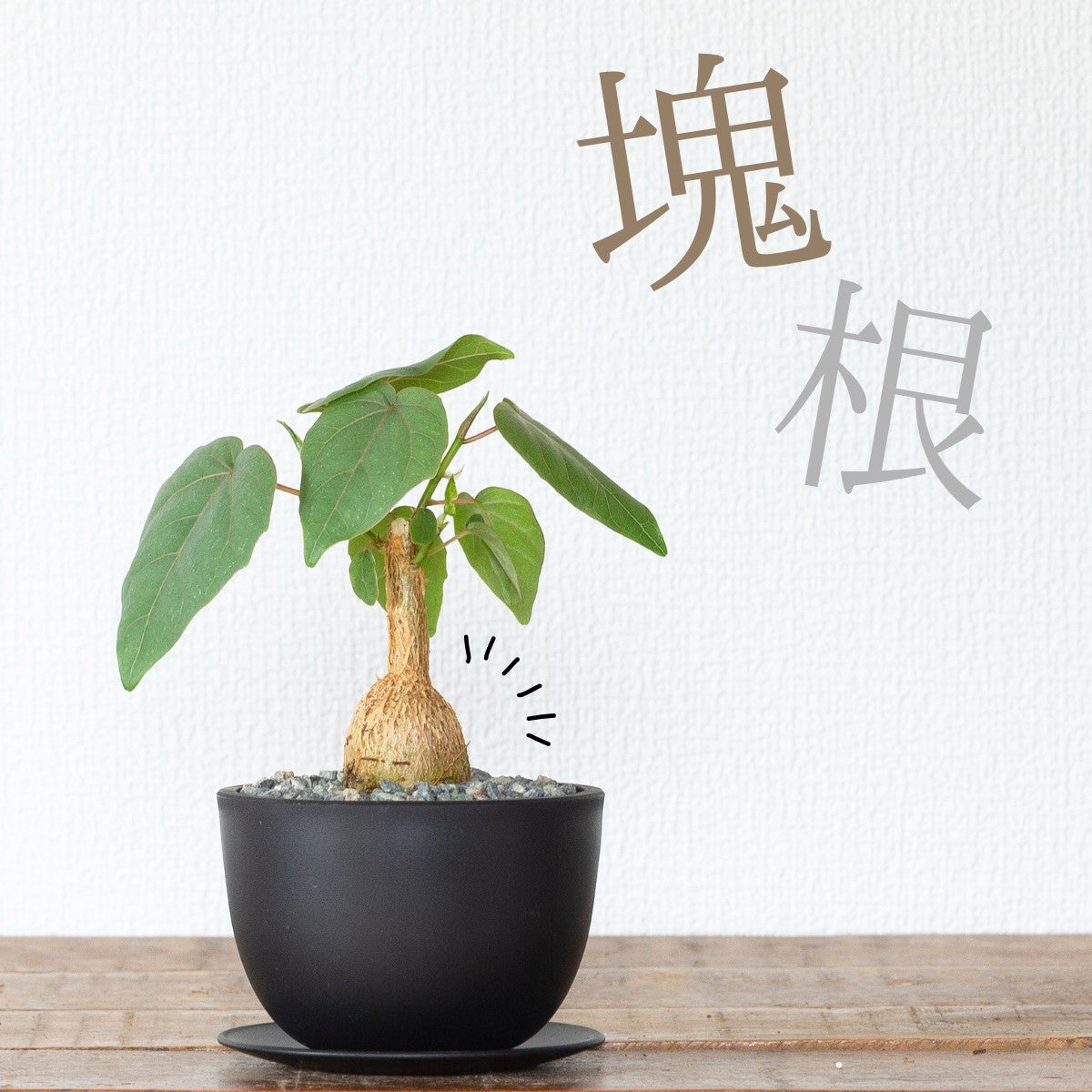 フィカス・ペティオラリス（育て方付き）｜塊根植物みたいなゴムの木