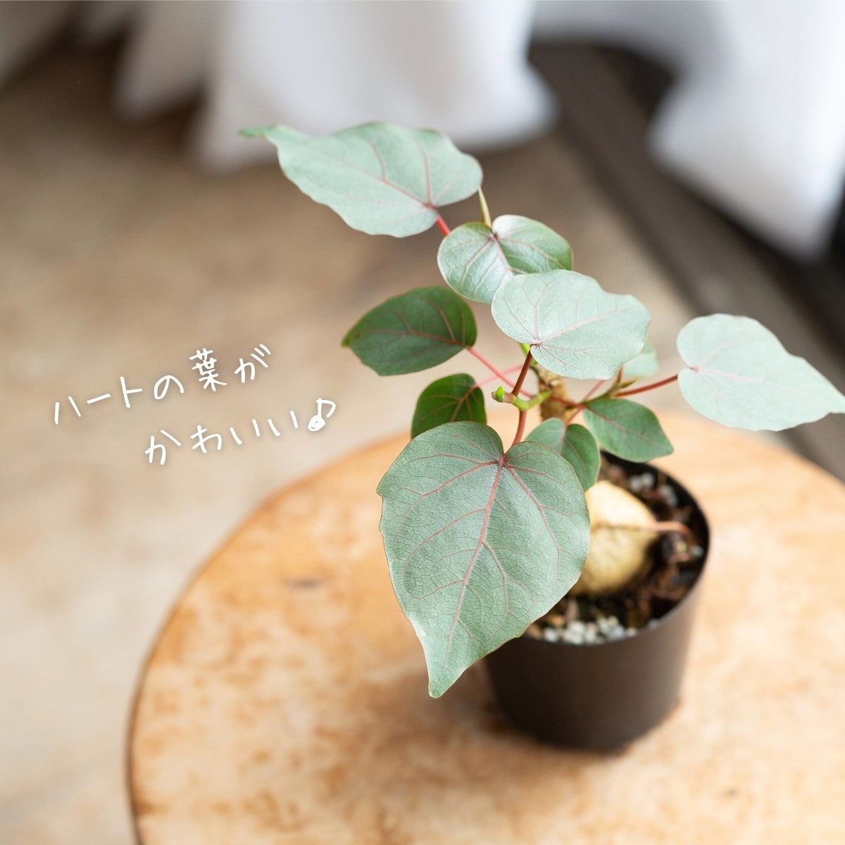 フィカス・ペティオラリスの葉の画像