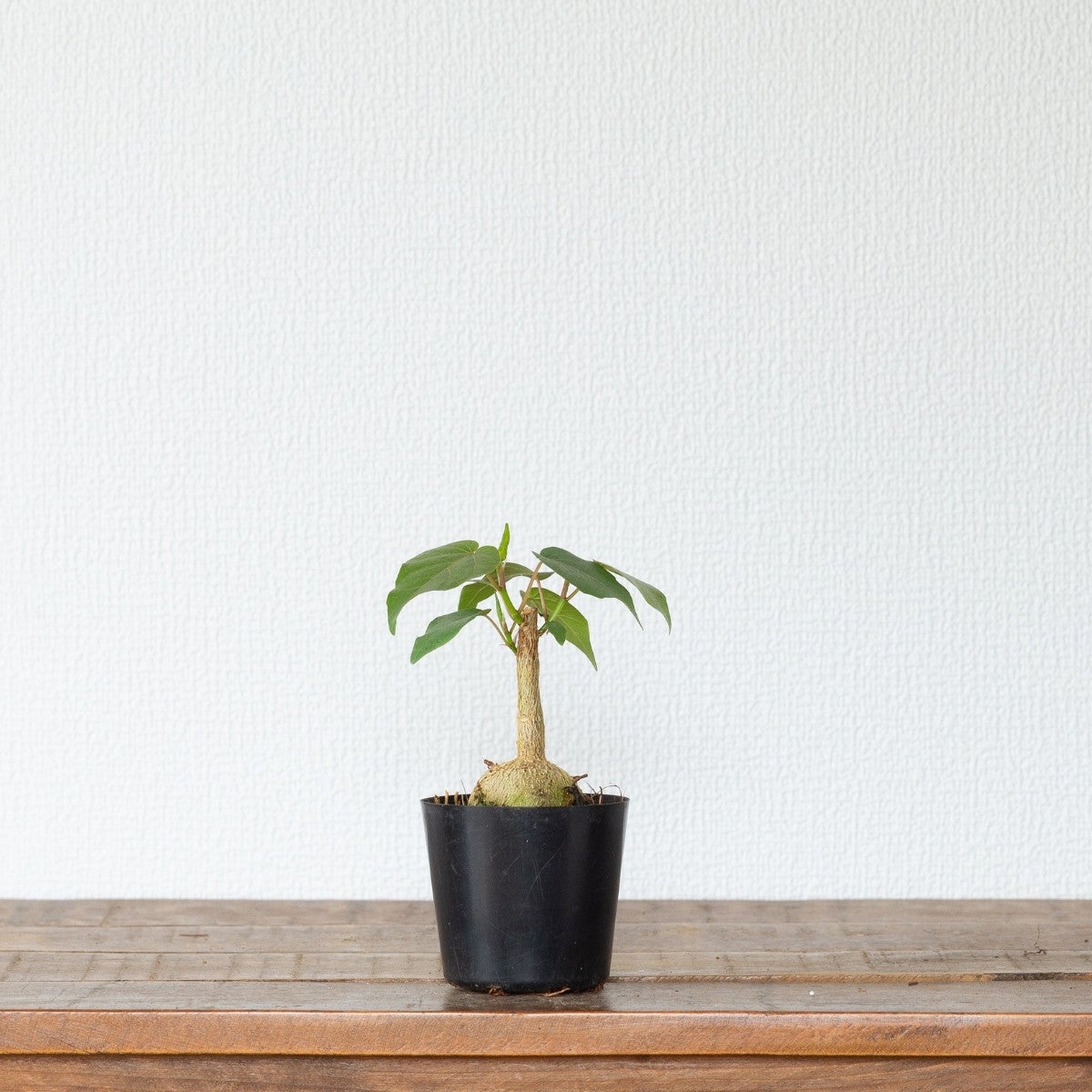 フィカス・ペティオラリス（育て方付き）｜塊根植物みたいなゴムの木