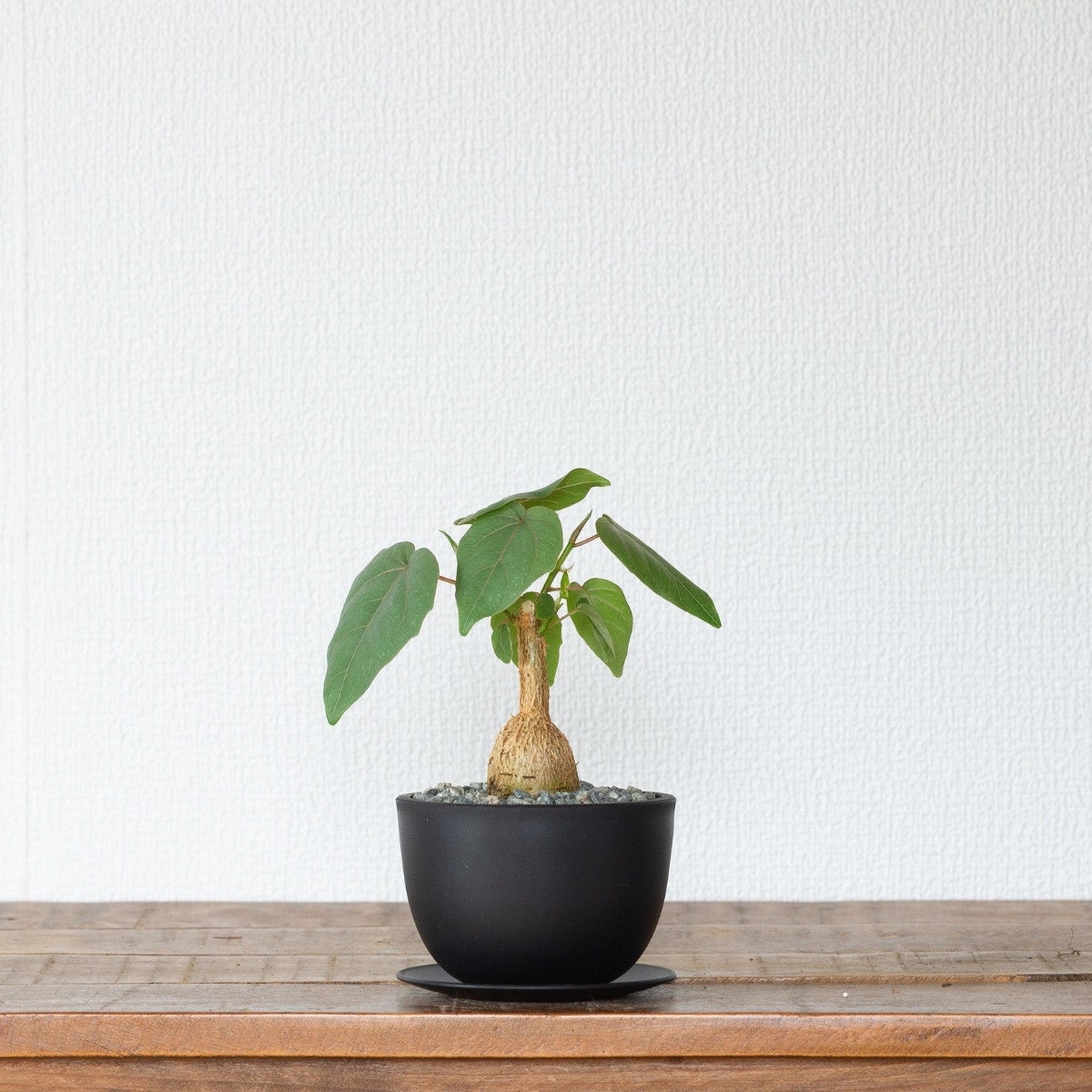 フィカス・ペティオラリス（育て方付き）｜塊根植物みたいなゴムの木