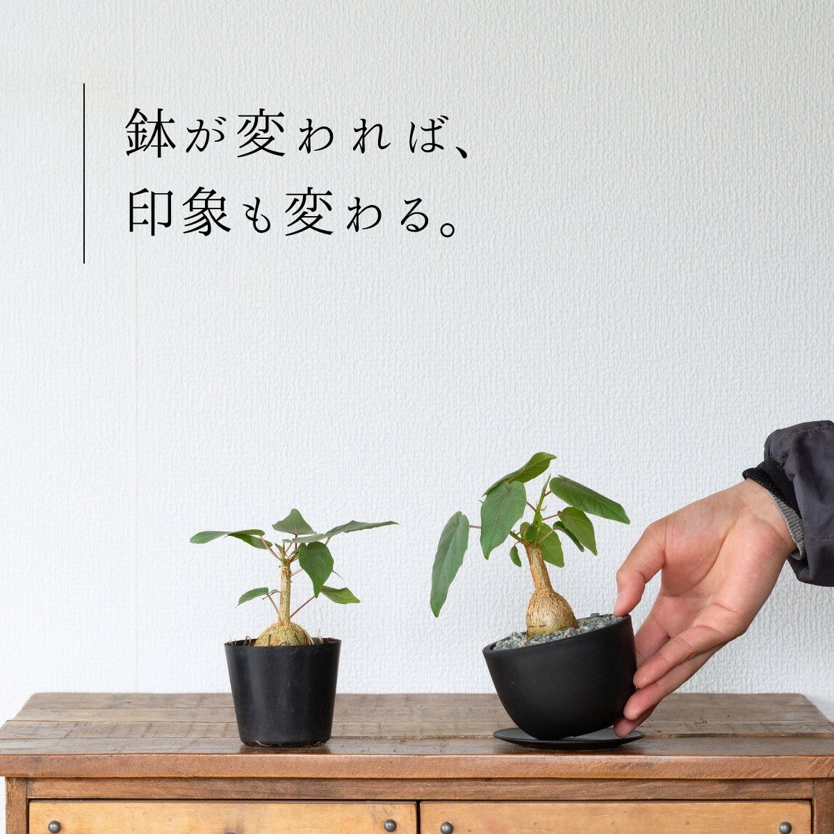 フィカス・ペティオラリス（育て方付き）｜塊根植物みたいなゴムの木