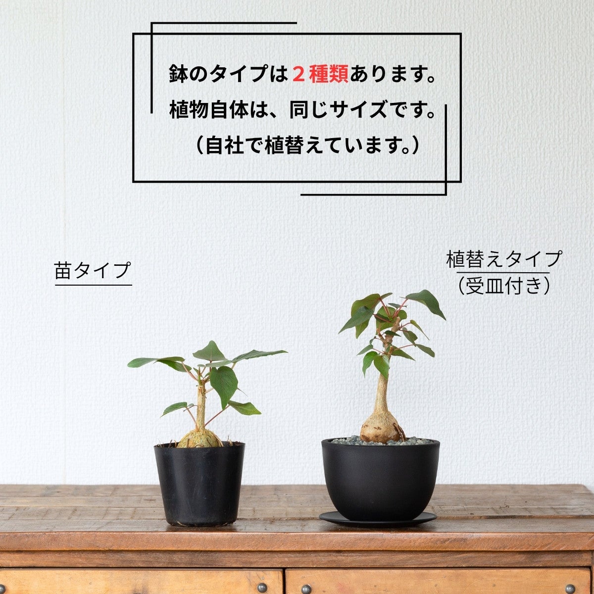 フィカス・ペティオラリス（育て方付き）｜塊根植物みたいなゴムの木