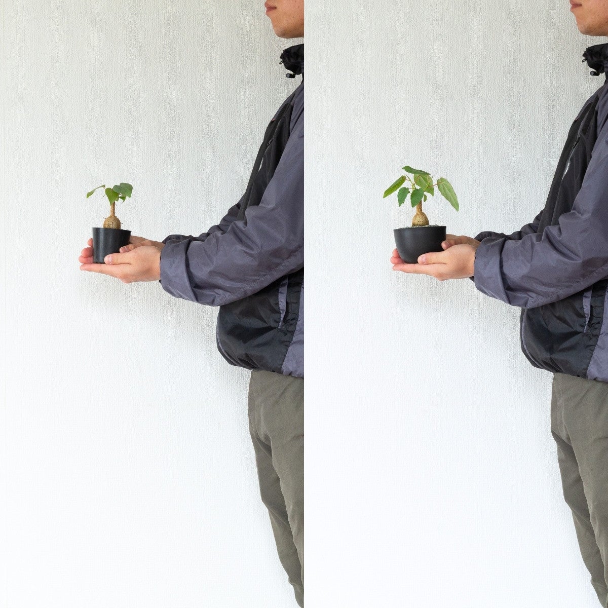 フィカス・ペティオラリス（育て方付き）｜塊根植物みたいなゴムの木