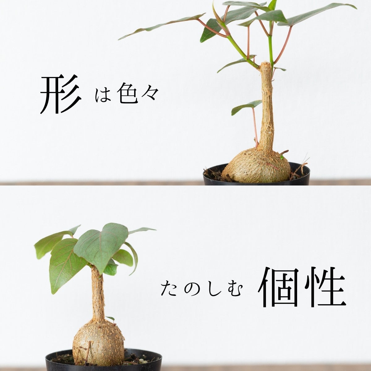 フィカス　ペティオラリス　ゴムの木　ゴムノキ　観葉植物　塊根植物　多肉植物　ビザールプランツ　レアプランツ　ガーデニング　植物　グリーン　趣味　盆栽　葉　花　庭　草　インテリア　おしゃれ　飾り　園芸　 フィカス・ペティオラリス（育て方付き）｜塊根植物みたいなゴムの木