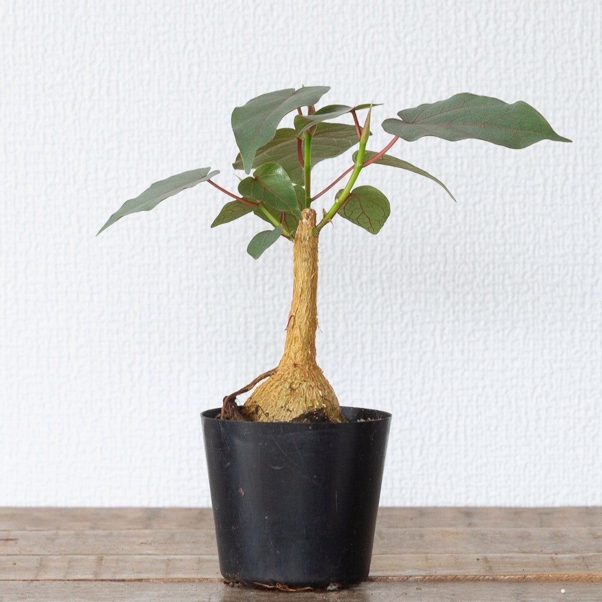 フィカス・ペティオラリス（育て方付き）｜塊根植物みたいなゴムの木