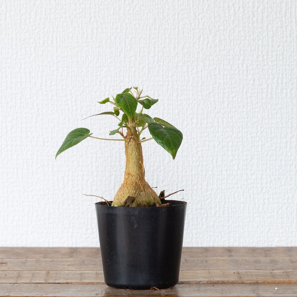 フィカス　ペティオラリス　ゴムの木　ゴムノキ　観葉植物　塊根植物　多肉植物　ビザールプランツ　レアプランツ　ガーデニング　植物　グリーン　趣味　盆栽　葉　花　庭　草　インテリア　おしゃれ　飾り　園芸　 フィカス・ペティオラリス（育て方付き）｜塊根植物みたいなゴムの木