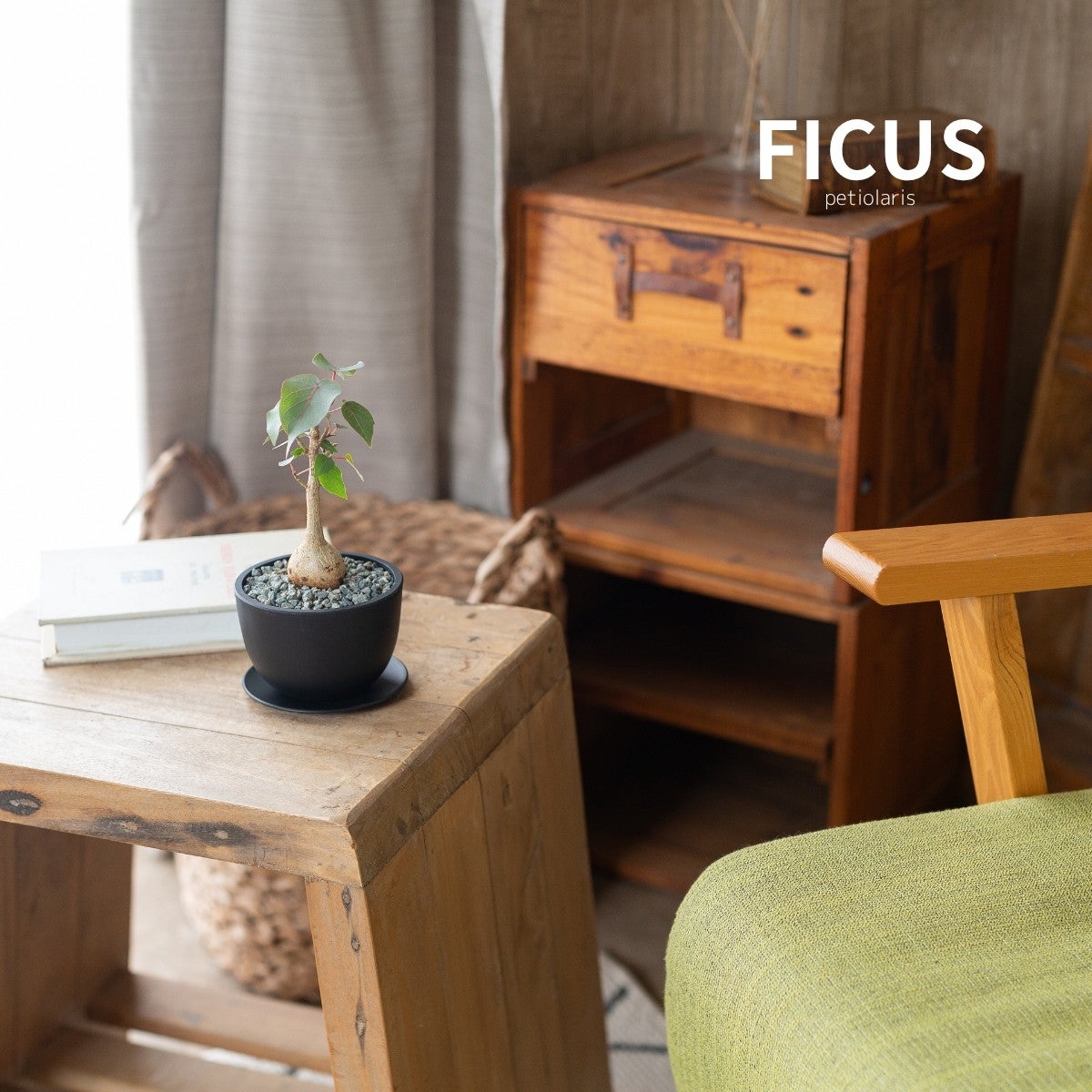 フィカス・ペティオラリスの画像