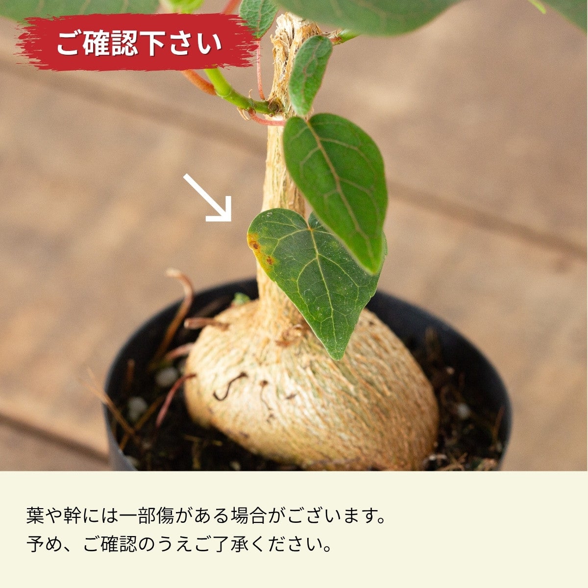 フィカス・ペティオラリス（育て方付き）｜塊根植物みたいなゴムの木
