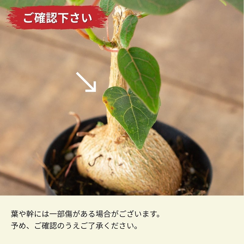 フィカス・ペティオラリス（育て方付き）｜塊根植物みたいなゴムの木