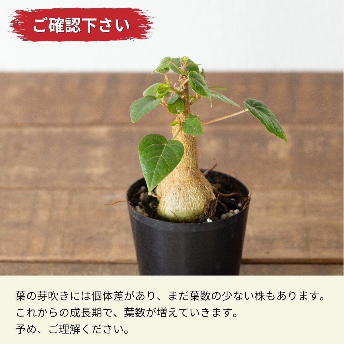 フィカス・ペティオラリス（育て方付き）｜塊根植物みたいなゴムの木