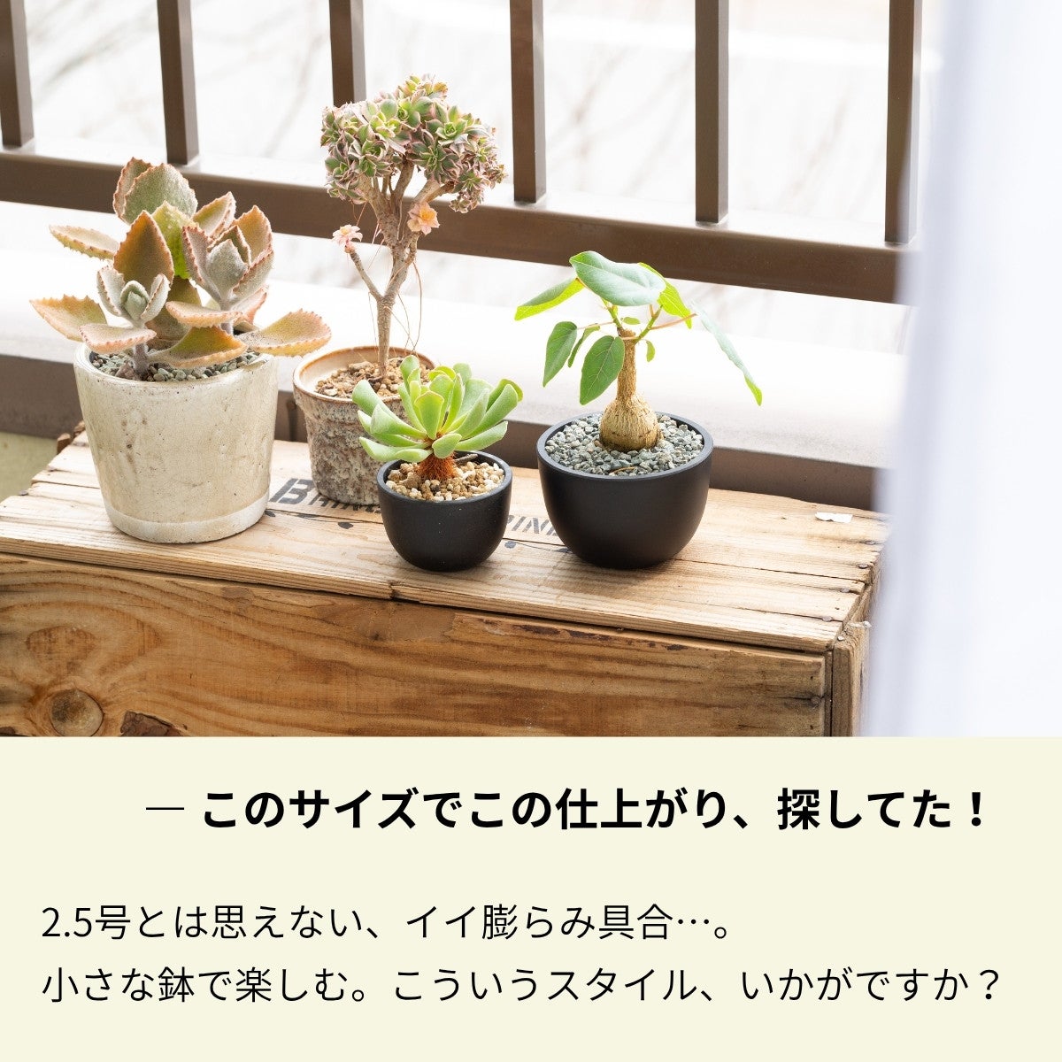 フィカス・ペティオラリスの画像