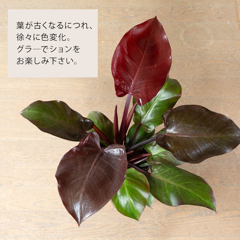 【希少】フィロデンドロン ピナティフィダム 花芽付き トップカット 発根済 希少フィロデンドロン「ウォーターメロン」