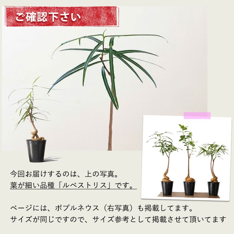 ブラキチトン・ルペストリス｜ボトルツリー細葉品種