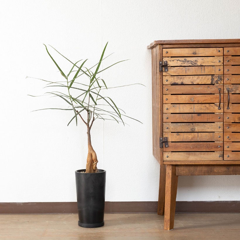 ブラキチトン・ルペストリス