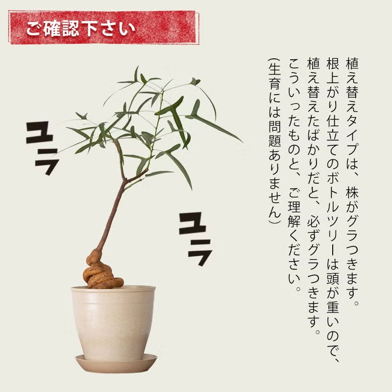 【観葉植物】曲げボトルツリー 受皿付 ブラキチトン・ルペストリス｜ボトルツリー細葉品種