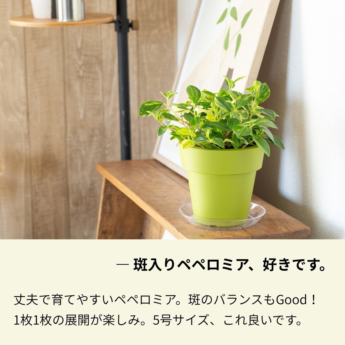 ペペロミア・グラベラ5号（育て方付き）｜黄斑入りの美しい品種