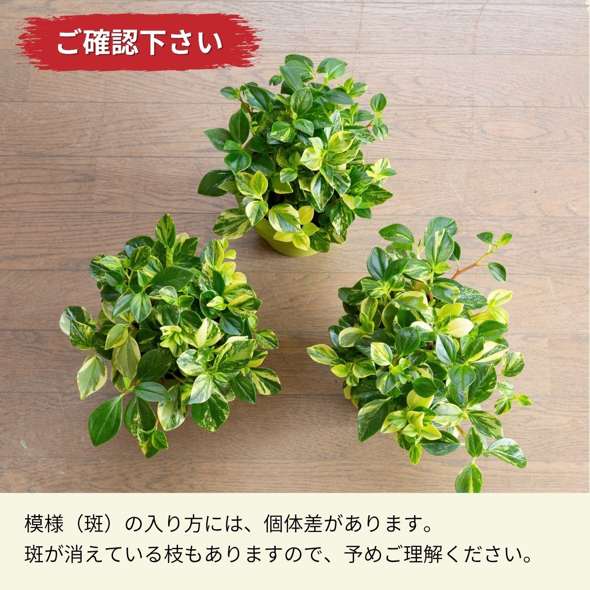 ペペロミア・グラベラ5号（育て方付き）｜黄斑入りの美しい品種