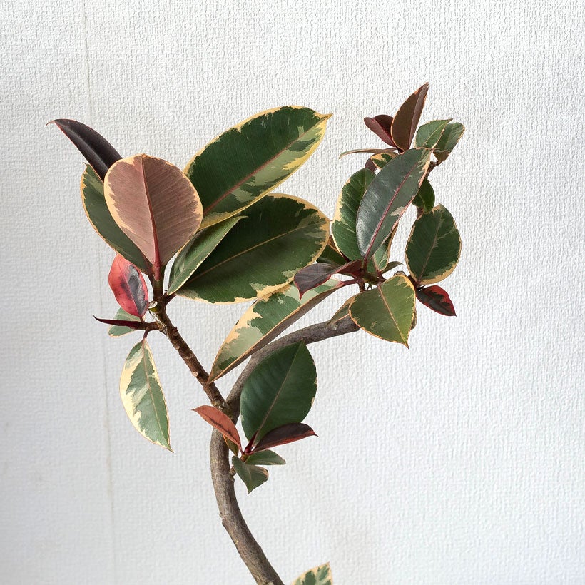 斑入りゴムの木フィカスルビー｜ティネケより強光に強く育てやすい