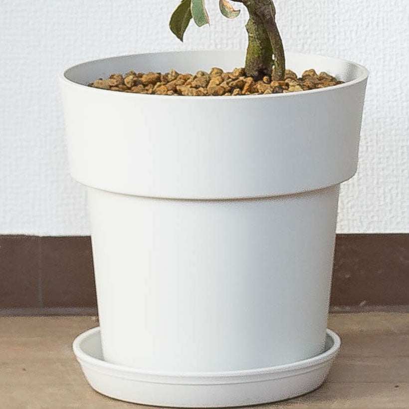斑入りゴムの木フィカスルビー｜ティネケより強光に強く育てやすい
