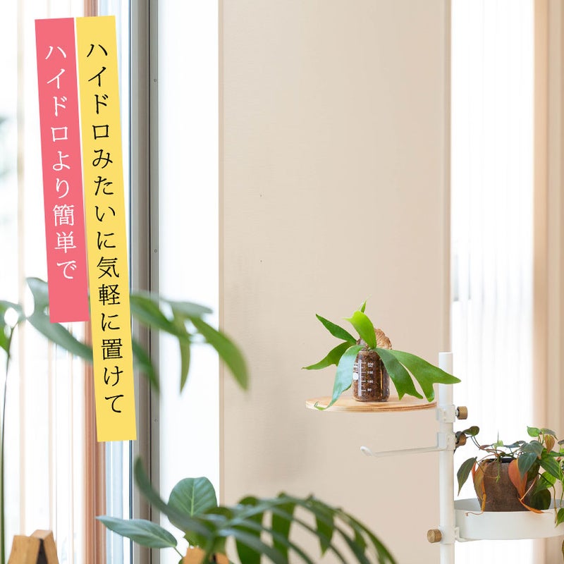 ビーカーに植えたビカクシダを台の上に