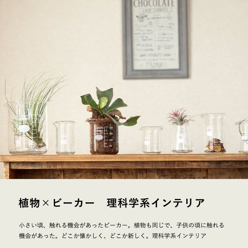 ★送無！新品！「アブラカダブラ」+「ガラスの植物園」 ハイドロより簡単！土を使わない理科学系植物｜ビーカーにベラボン