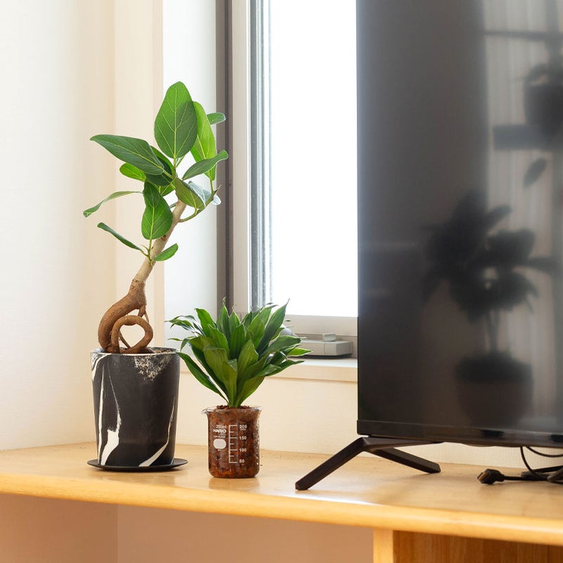 ビーカーにドラセナコンシンネ