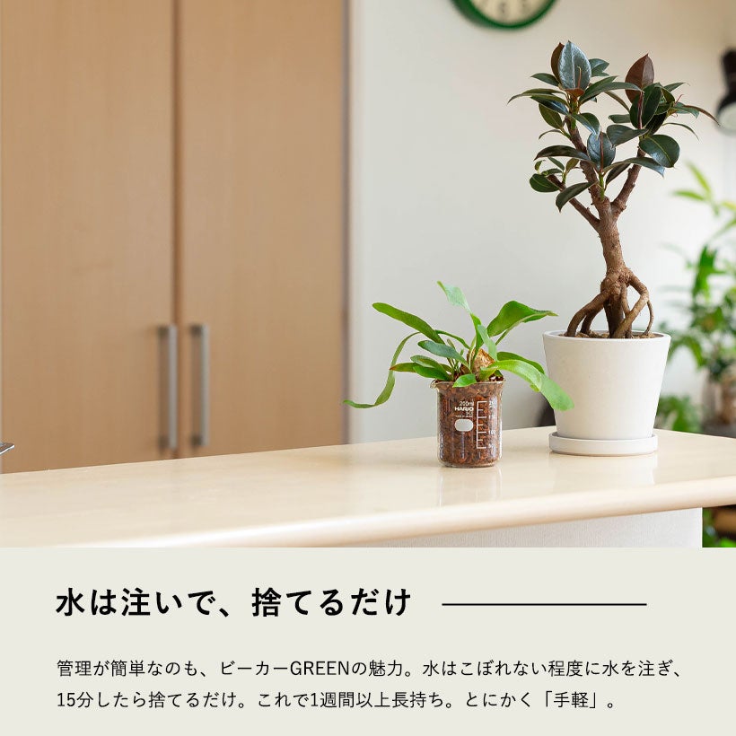 ハイドロより簡単！土を使わない理科学系植物｜ビーカーにベラボン