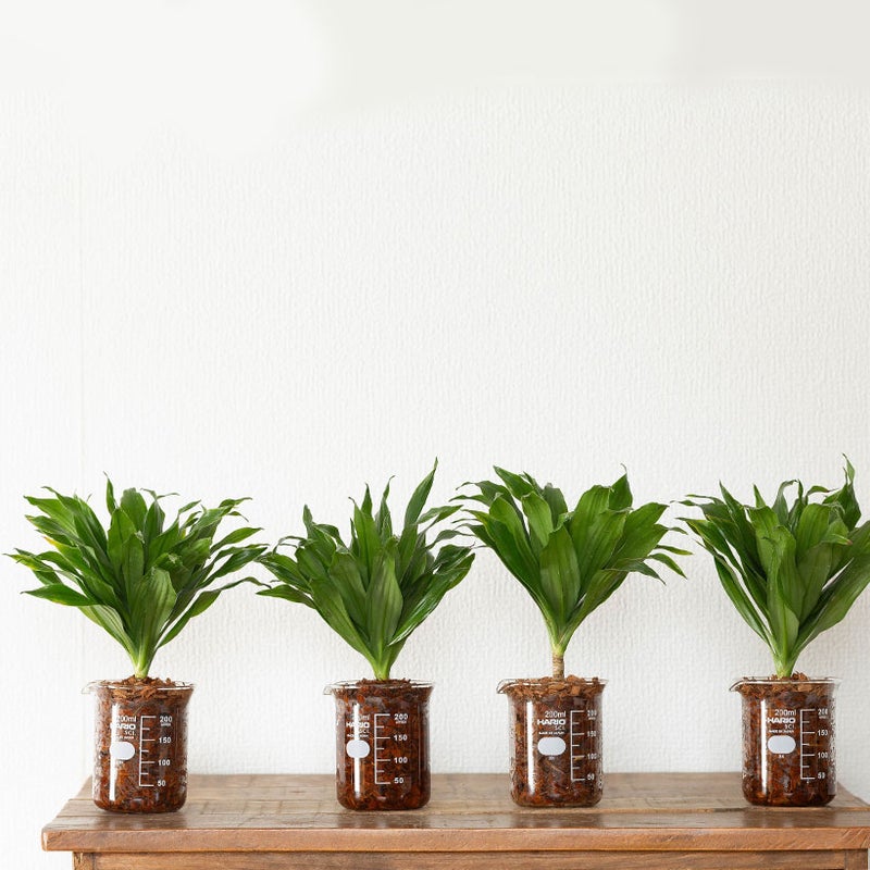 ビーカー植物をキッチンに飾ってる