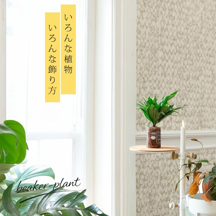 ドラセナコンパクタをテーブルの上に