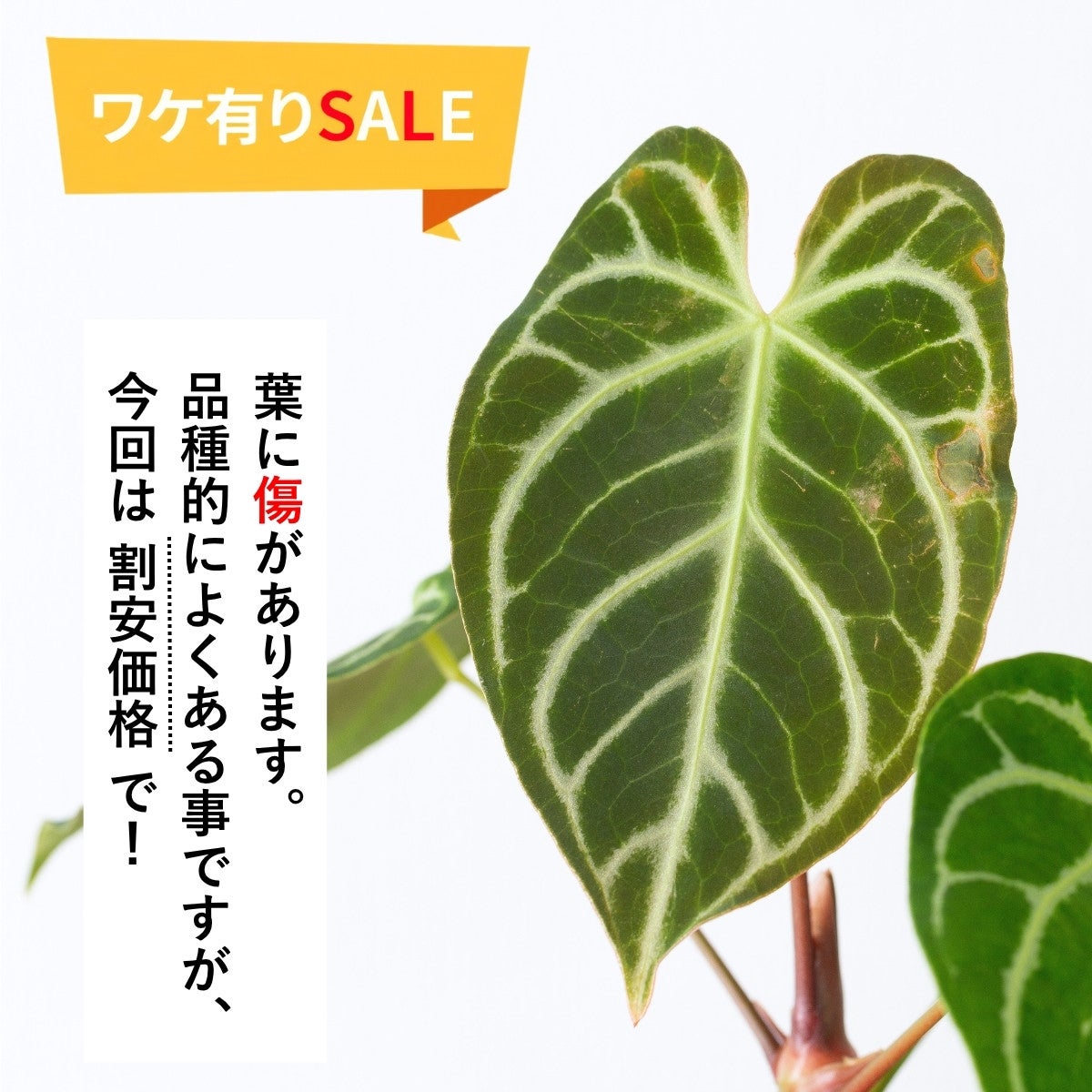 訳有り】アンスリウム・クリスタリナム（育て方付き）｜王道品種！