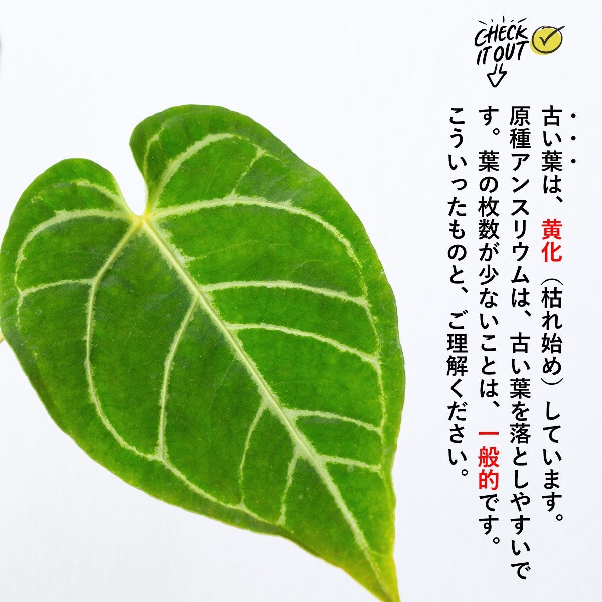 訳有り】アンスリウム・クリスタリナム（育て方付き）｜王道品種！