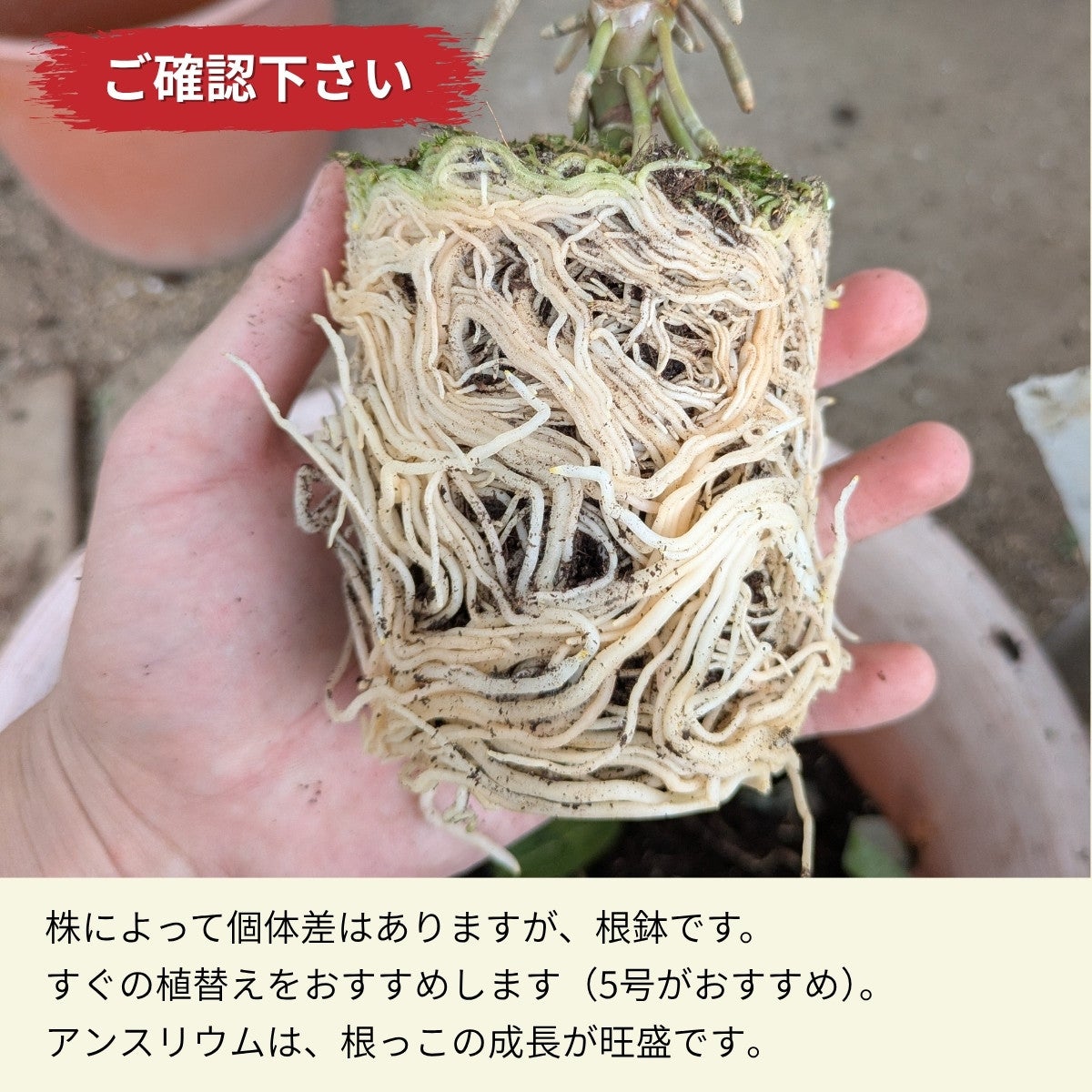 訳有り】アンスリウム・クリスタリナム（育て方付き）｜王道品種！