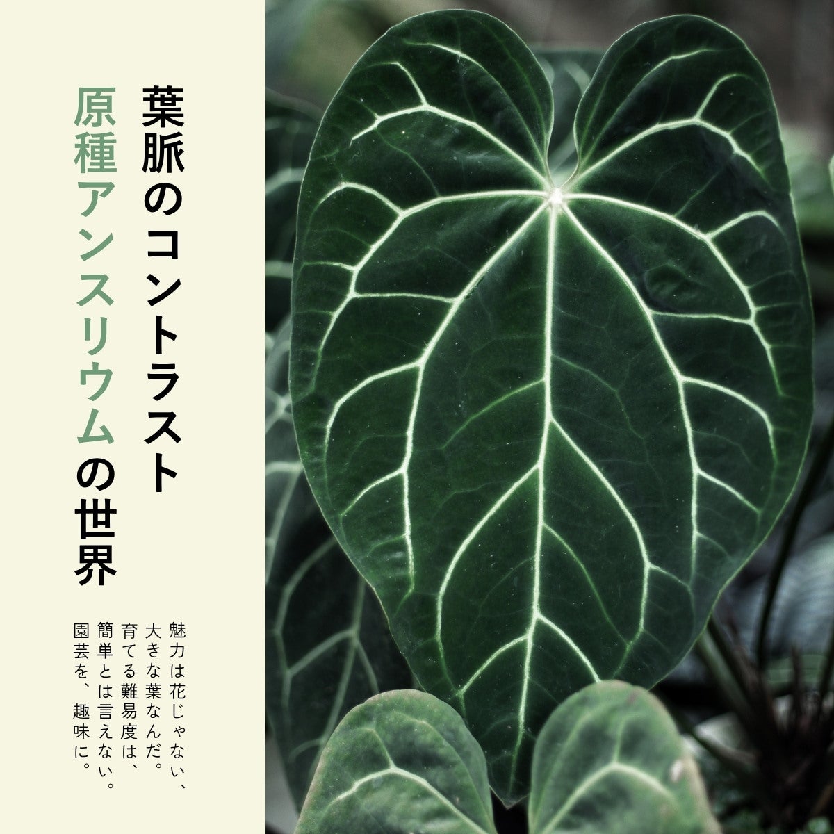 訳有り】アンスリウム・クリスタリナム（育て方付き）｜王道品種！
