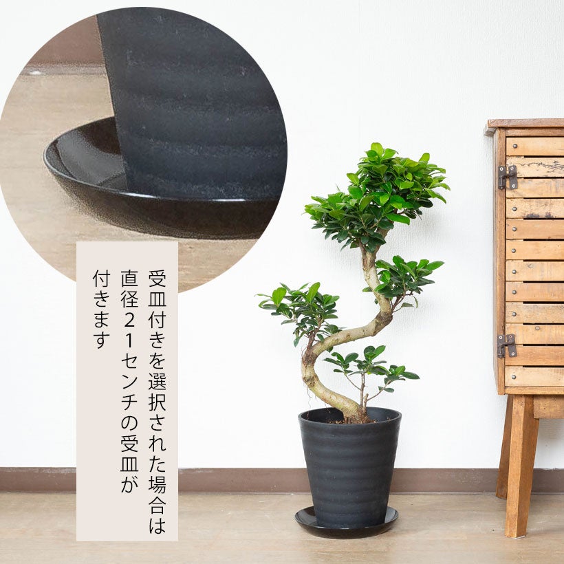 BANYANガジュマル昇り竜（S字の幹曲がり）盆栽仕立て