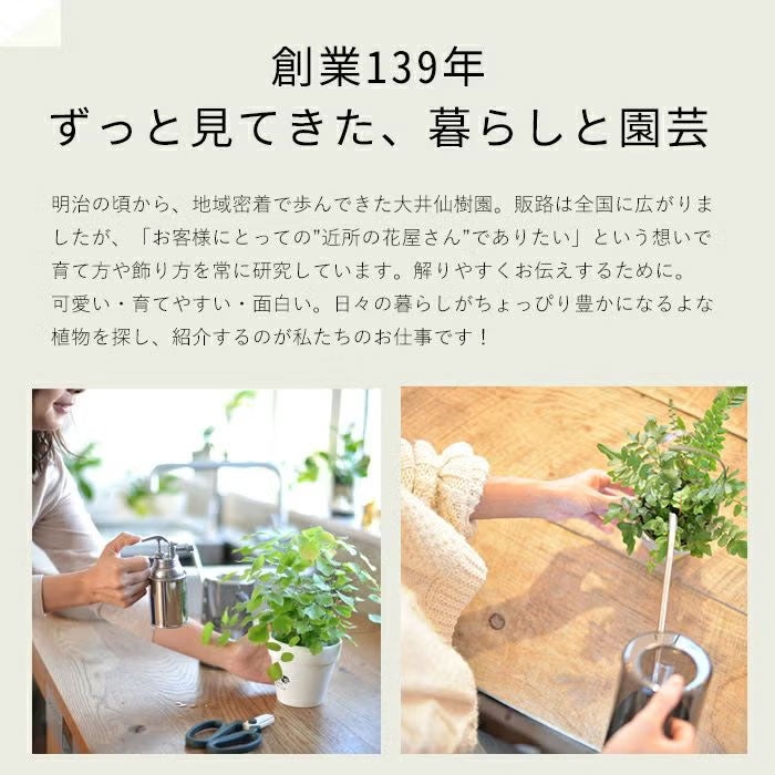 BANYANガジュマル昇り竜（S字の幹曲がり）盆栽仕立て