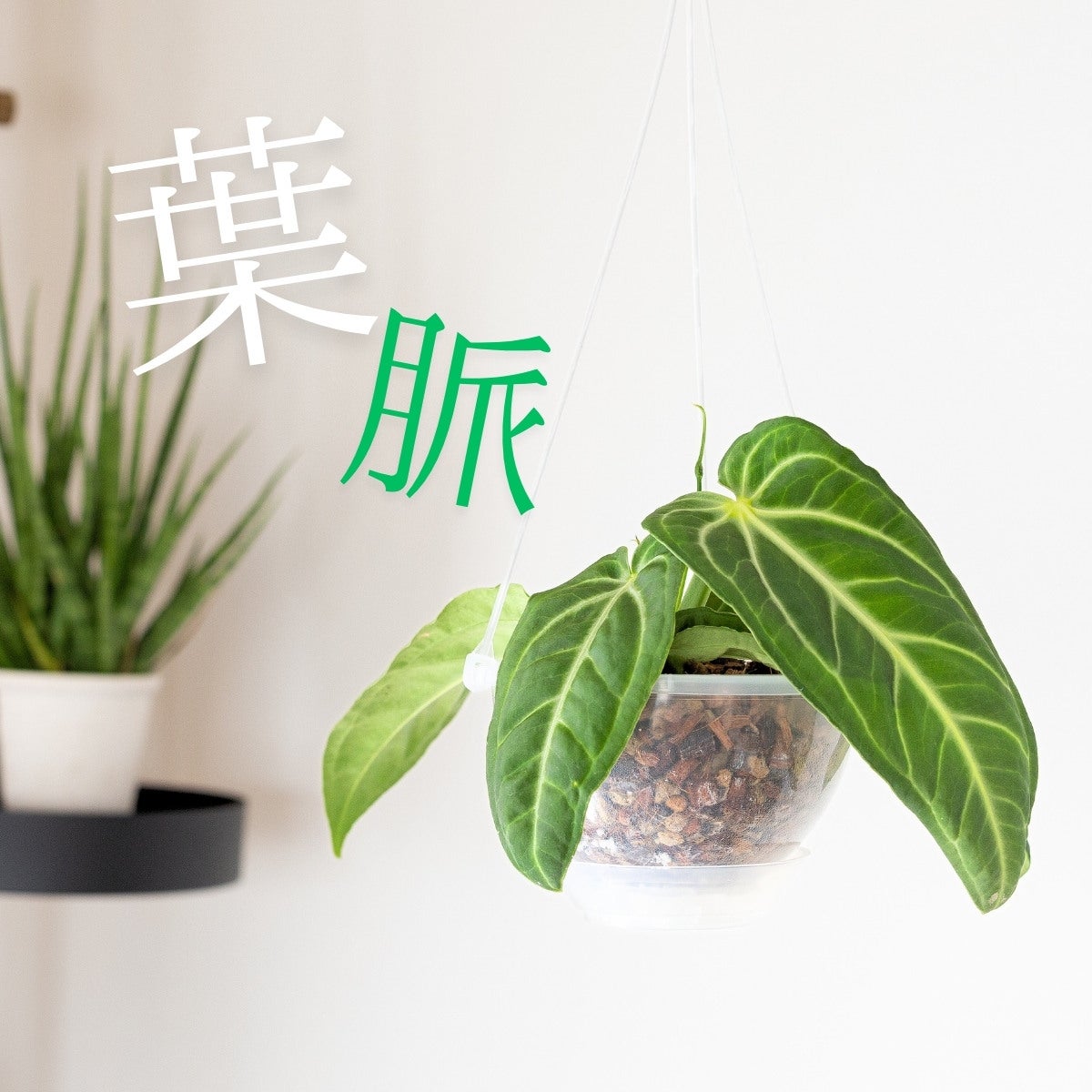 アンスリウム・ビレオナルムの画像