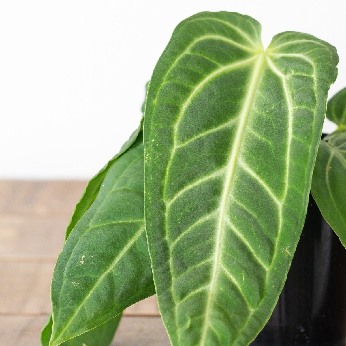 アンスリウム・ビレオナルムの画像