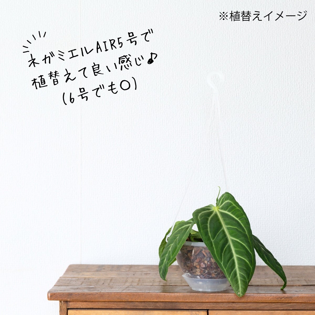 アンスリウム・ビレオナルムの画像