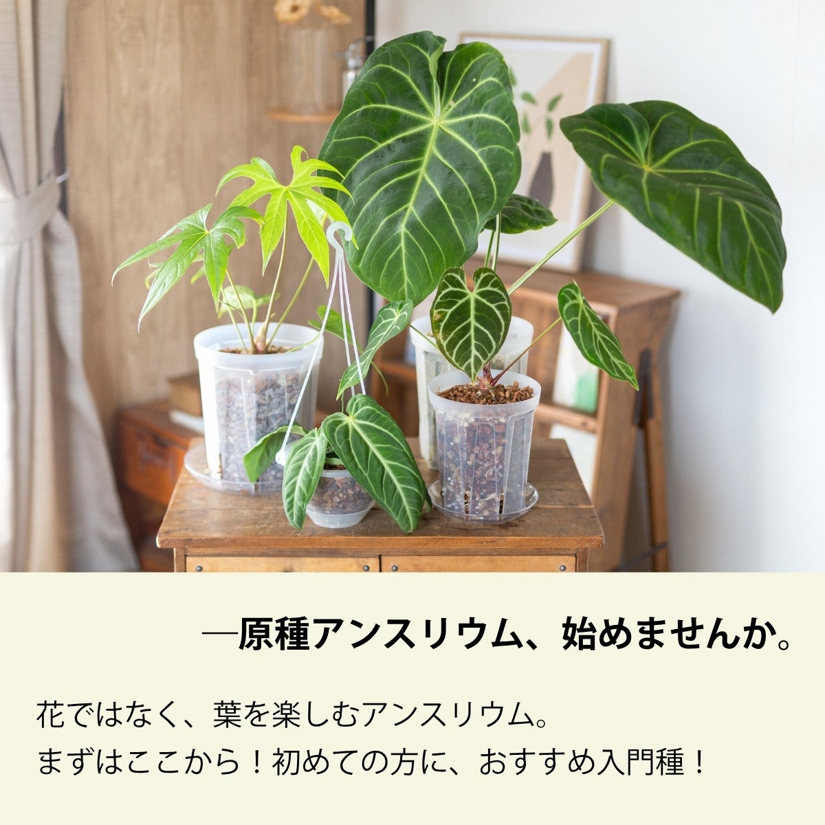 原種アンスリウムを並べた画像