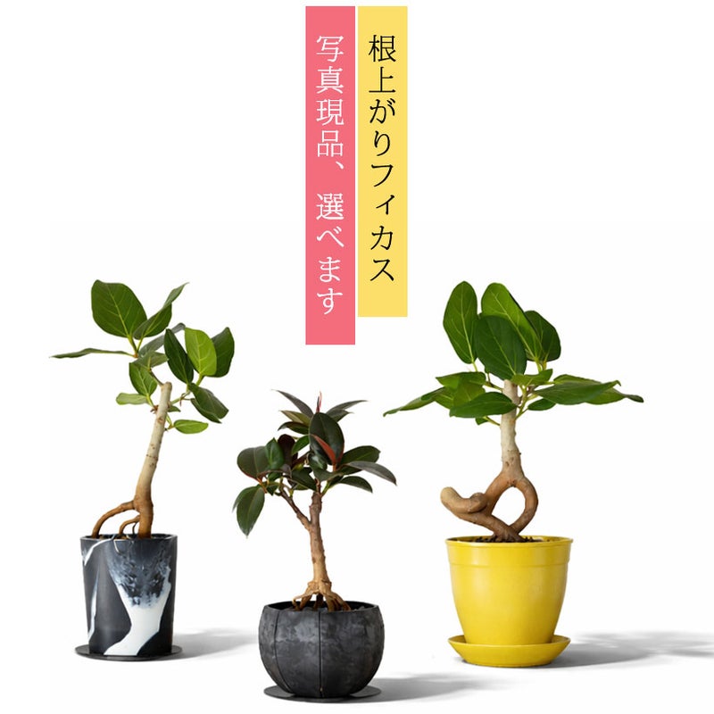 写真現品・フィカス根上がり仕立て