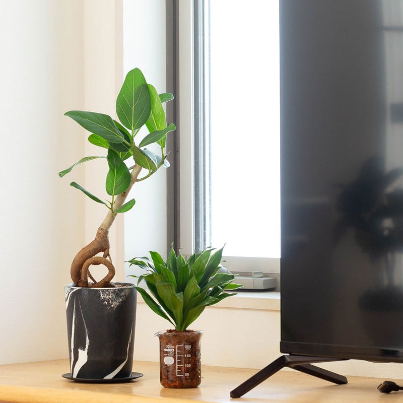フィカス根上がり仕立てをテレビ台の上に