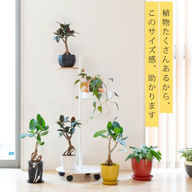 根上がりフィカス｜畑で太らせ樹形に動きを付けたゴムの木