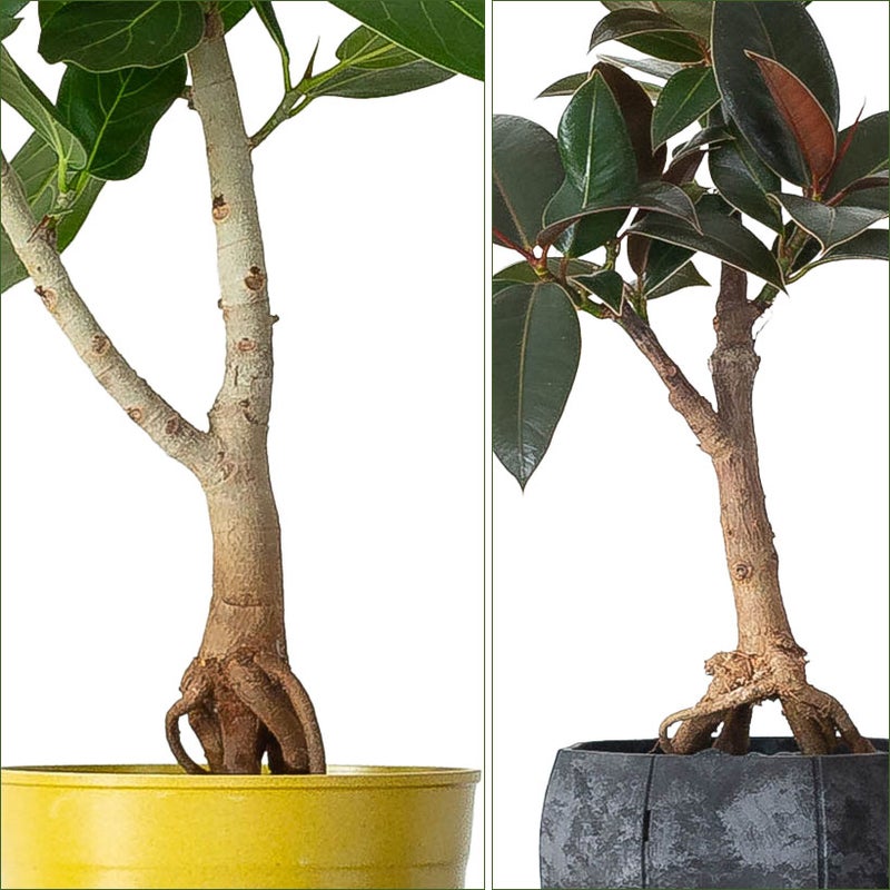 根上がりについて