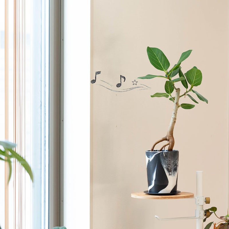 ベンガレンシス根上がり