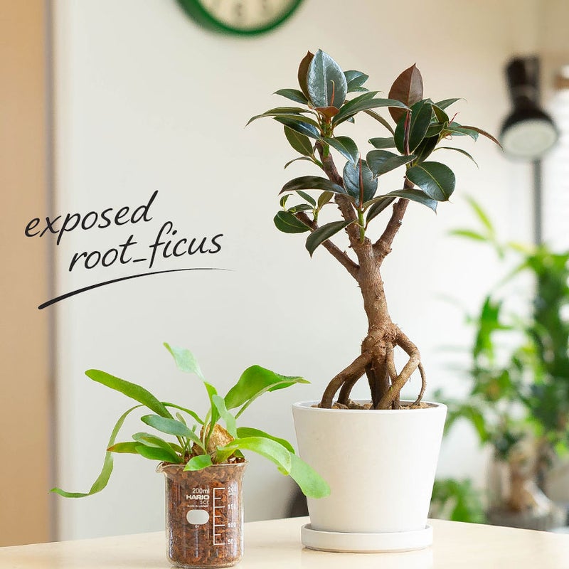 フィカスメラニー根上がり仕立てをキッチンカウンターの上に