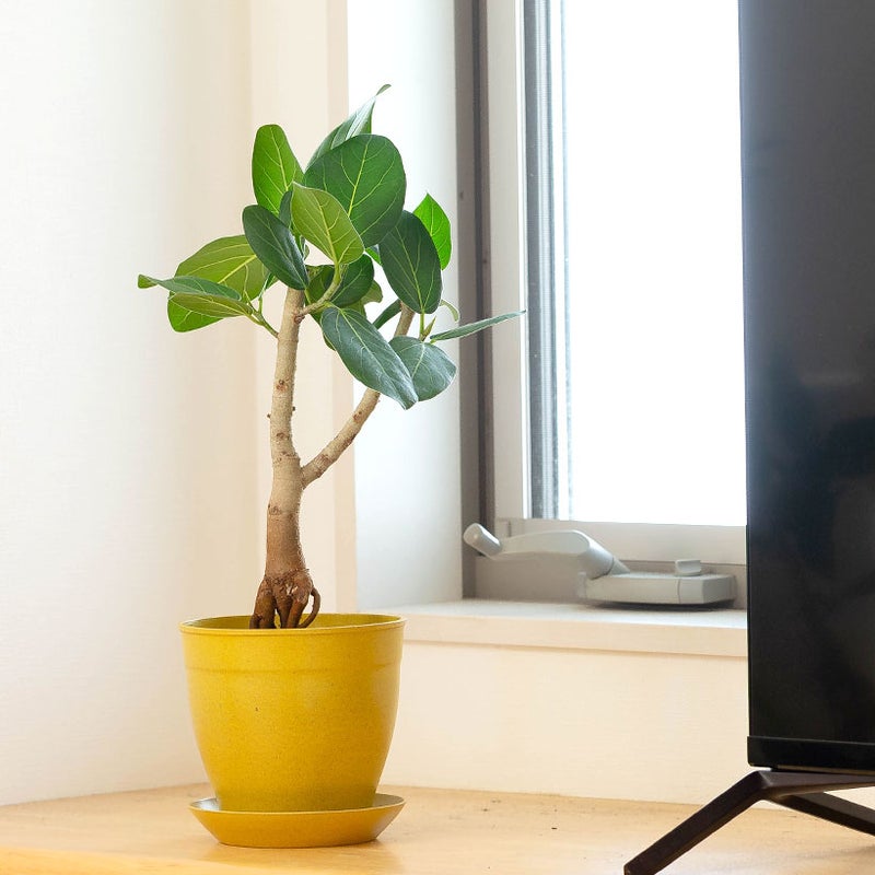 フィカスベンガレンシスをもみ殻鉢に植え替え