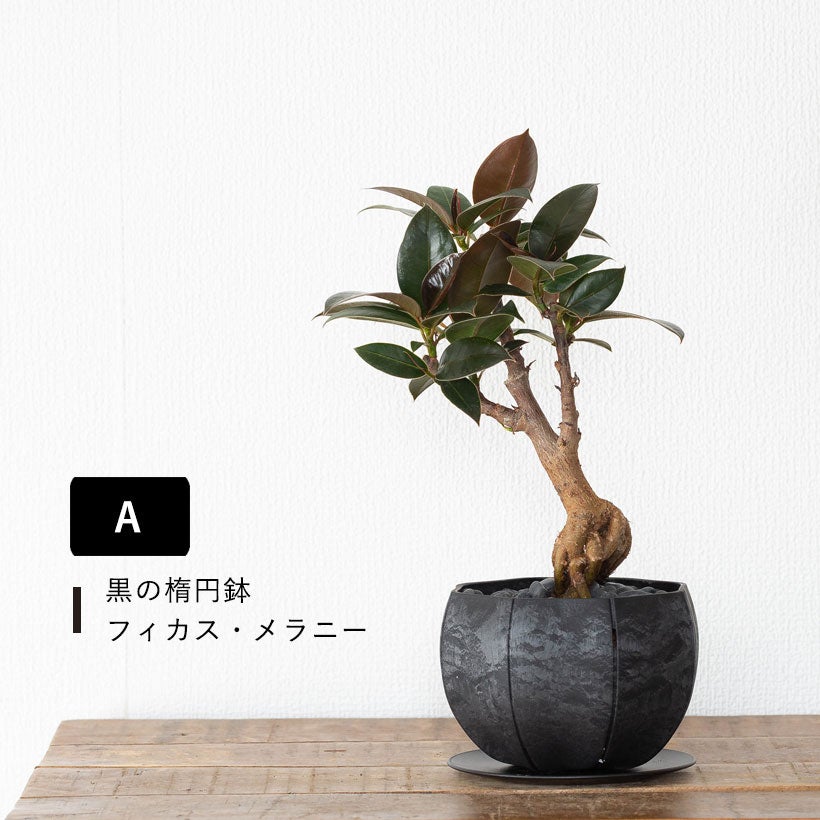 根上がりフィカス｜畑で太らせ樹形に動きを付けたゴムの木