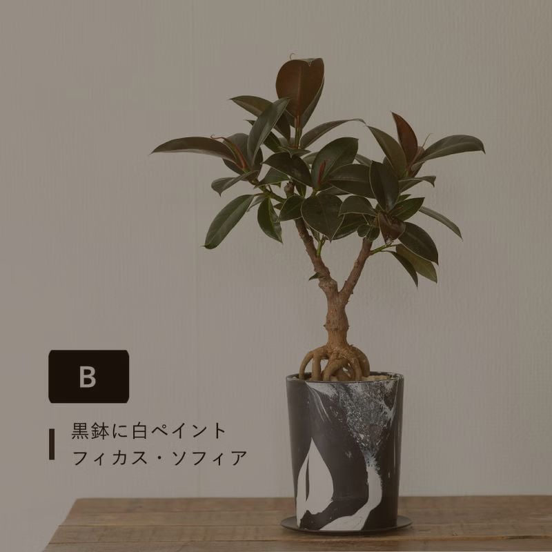 根上がりフィカス｜畑で太らせ樹形に動きを付けたゴムの木
