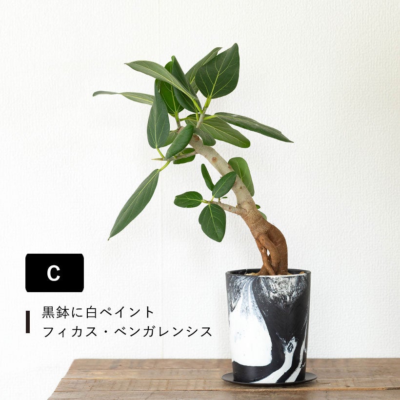 根上がりフィカス｜畑で太らせ樹形に動きを付けたゴムの木