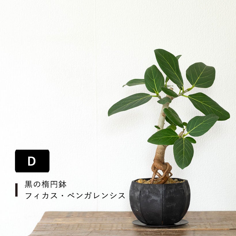 根上がりフィカス｜畑で太らせ樹形に動きを付けたゴムの木